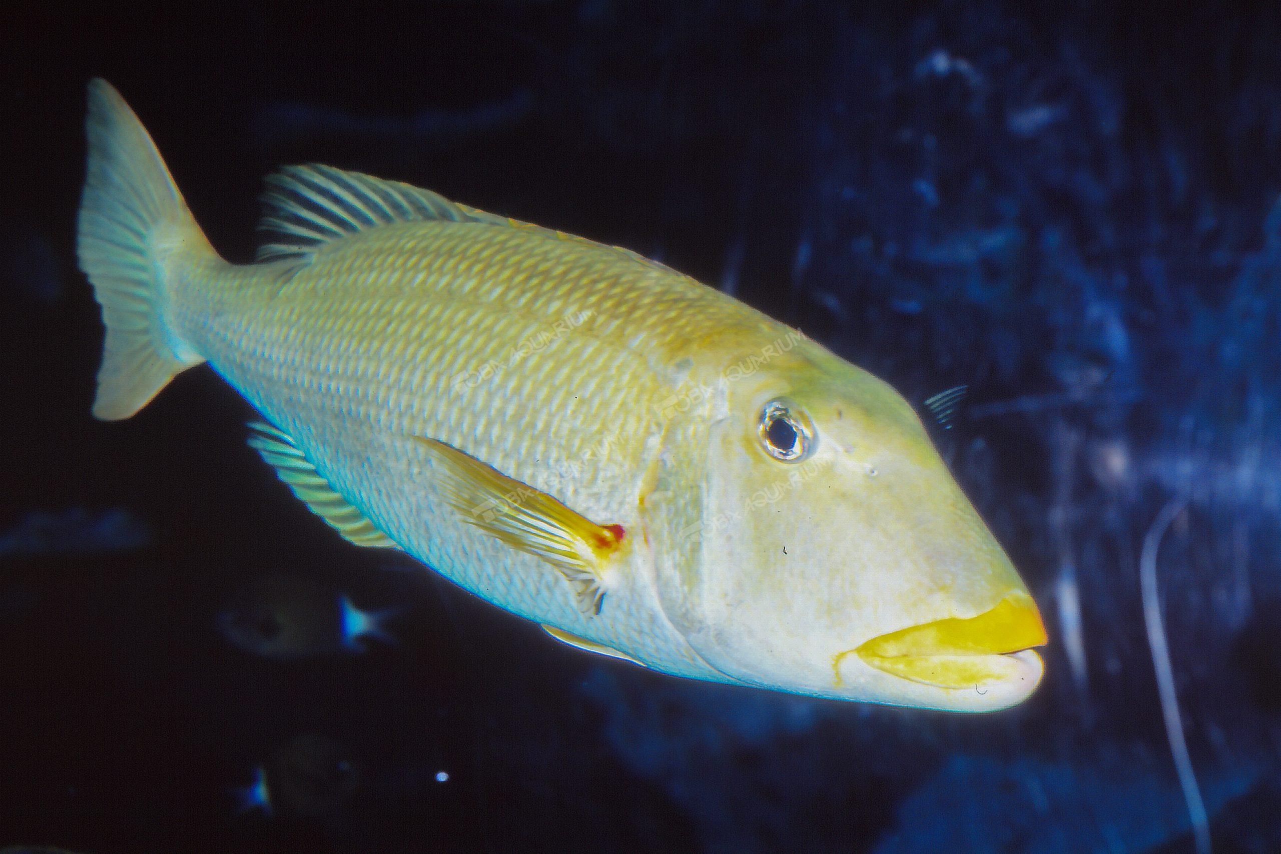 ムネアカクチビ - 生きもの図鑑 鳥羽水族館